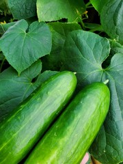 Two cucumbers fresh from a garden