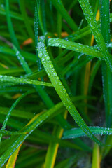 Naklejka premium Herbs in the September rain in Quebec, Canada