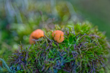 mushrooms in the grass