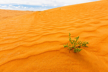 Desert Plant, in the Kyzylkum Desert known also as Red Sand Desert, in Uzbekistan.