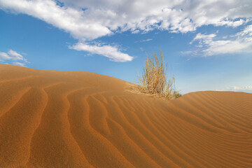 Desert Plant, in the Kyzylkum Desert known also as Red Sand Desert, in Uzbekistan.