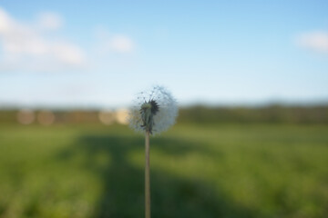 Dandelion dandelion