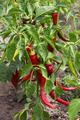 Ripe red hot peppers grow on a bush in a vegetable garden. Fresh vegetables, agriculture