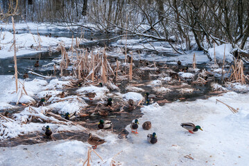 Wintering Mallards (Anas platyrhynchos) in Moscow region, Russia