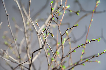 Spring branches with young leafs