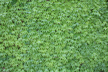 texture di pianta rampicante con foglie verdi appuntite