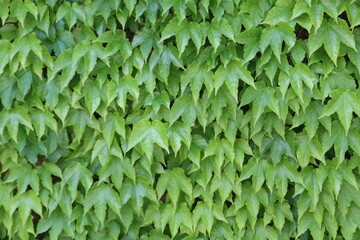 texture di pianta rampicante con foglie verdi appuntite