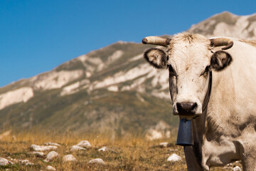 Fototapeta na wymiar Mucca al pascolo in Abruzzo