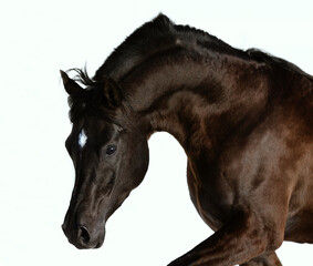 Fototapeta na wymiar black arabian horse