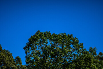 trees and blue sky