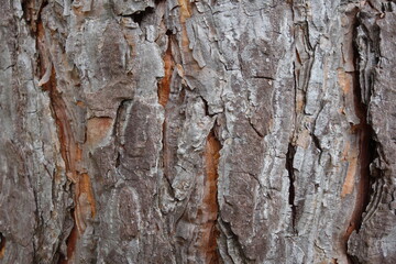 茶色い肌が見える木の皮