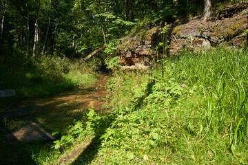 Water stream in the forest on the sunny day. 
