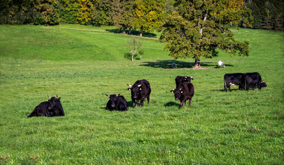 Fototapeta na wymiar Black wagyu cow group is relaxing after morning feeding in lush green gras at the Bavarian Alps on a sunny day