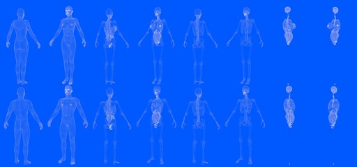 Set of 16 x-ray wireframe renders of male and female body with skeleton and internal organs isolated - cg hi-res medical 3D illustration in blueprint style