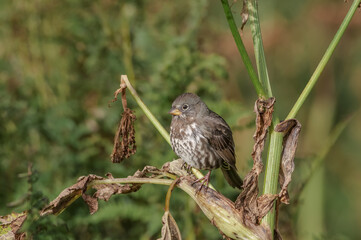 Fox Sparrow (Passerella iliaca) at Chowiet Island, Semidi Islands, Alaska, USA