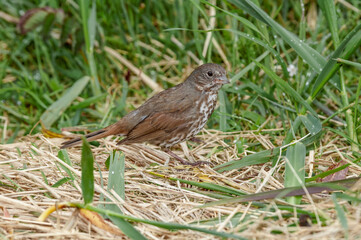 Fox Sparrow (Passerella iliaca) at Chowiet Island, Semidi Islands, Alaska, USA