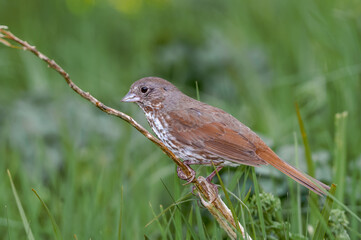 Fox Sparrow (Passerella iliaca) at Chowiet Island, Semidi Islands, Alaska, USA