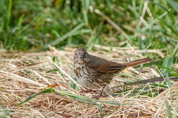 Fox Sparrow (Passerella iliaca) at Chowiet Island, Semidi Islands, Alaska, USA