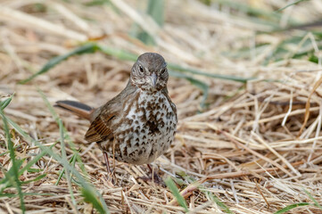 Fox Sparrow (Passerella iliaca) at Chowiet Island, Semidi Islands, Alaska, USA