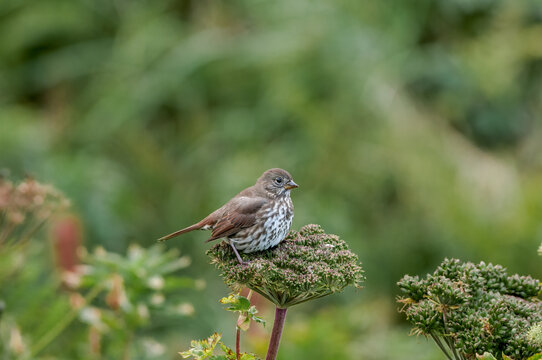Fox Sparrow (Passerella iliaca) at Chowiet Island, Semidi Islands, Alaska, USA