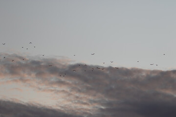 Flock of small birds against a grey and magenta evening sky