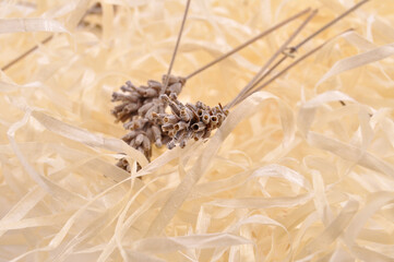 stalk of dry wheat spikelet