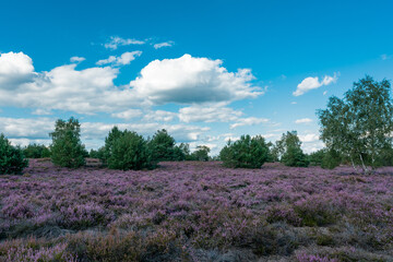 Scenic panorama of a german heather landscape in autumn with purple flowering erica plants at former military training area near Jueterbog