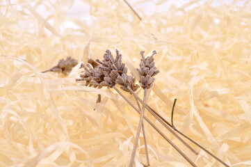 stalk of dry wheat spikelet