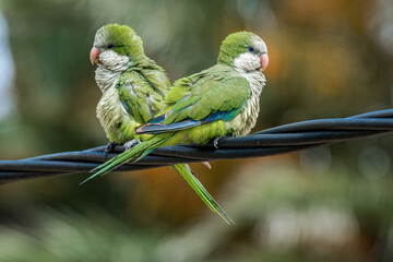 Monk Parakeet (Myiopsitta monachus) in park, Montevideo, Uruguay