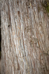 Detailed view of the texture of the wood, bark of the ancient trunk of the wood