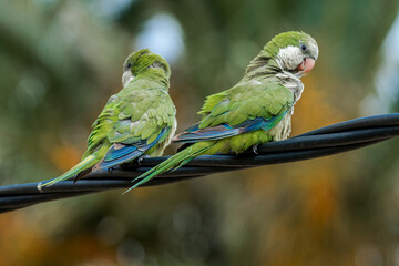 Monk Parakeet (Myiopsitta monachus) in park, Montevideo, Uruguay