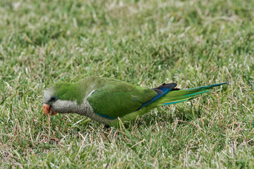 Monk Parakeet (Myiopsitta monachus) in park, Montevideo, Uruguay