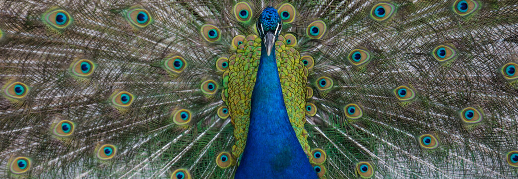 pavone colorato con coda aperta