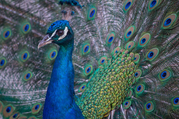 Fototapeta na wymiar pavone colorato con coda aperta