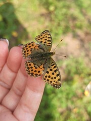 beautiful colorful butterfly