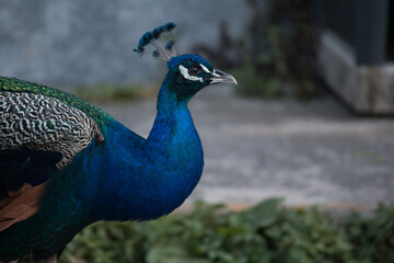 Obraz premium pavone colorato con coda aperta