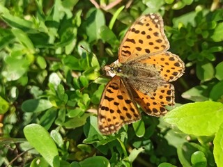 beautiful colorful butterfly