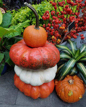 Colorful pumpkins in a stack