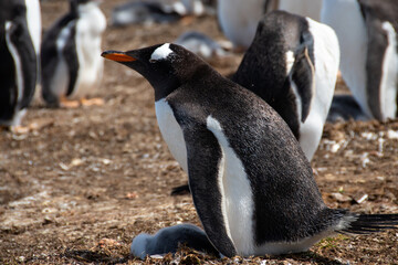 Gentoo Penguins at Volunteer Point, Falkland Islands