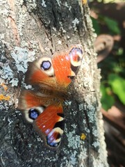 beautiful colorful butterfly