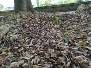 leaves that have turned brown
