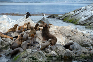 A Colony of Sea Lions near Ushuaia, Argentina