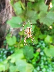 beautiful colorful big spider, not dangerous for human's life