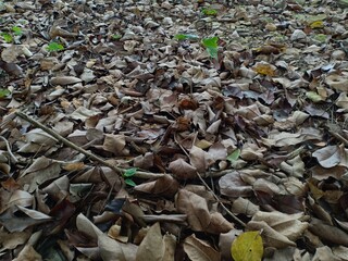 leaves that have turned brown