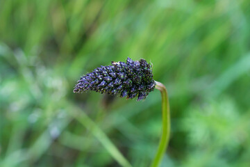The Ribwort Plantain or Ribleaf, a common plant that thrives on disturbed soil.