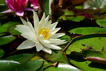 white water lily