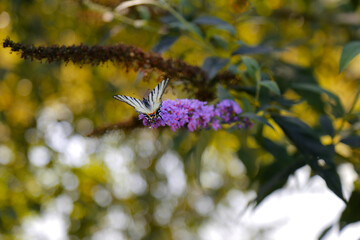 Butterfly on a violet flower