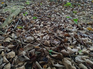 leaves that have turned brown