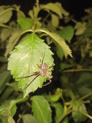 beautiful colorful big spider, not dangerous for human's life