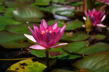 pink water lily